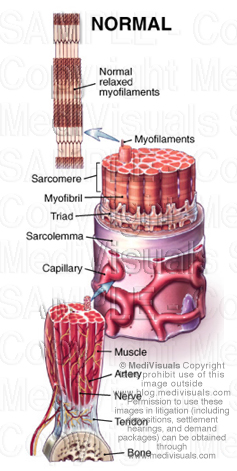 muscle-normal