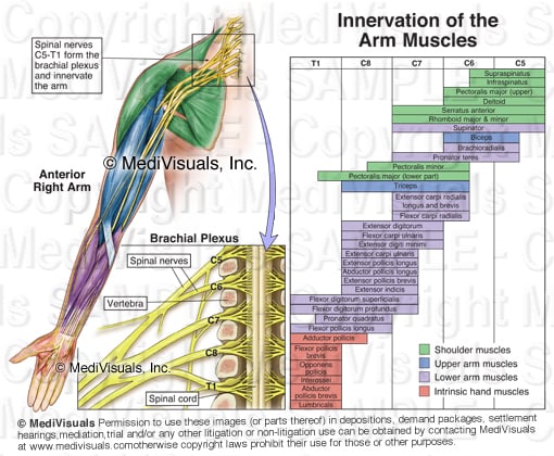 Brachial Plexus R16249 01XB