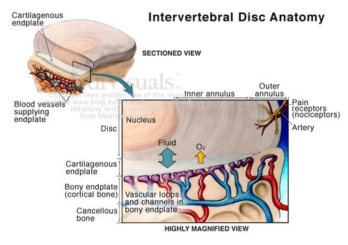 disc-anatomy